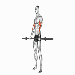 Barbell Curl