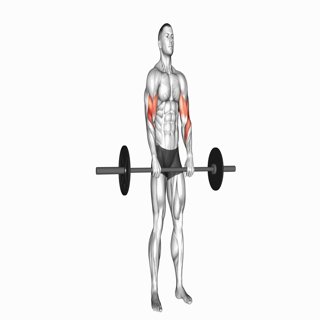 Barbell Reverse Curl