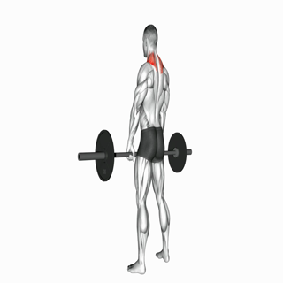 Barbell Shrugs