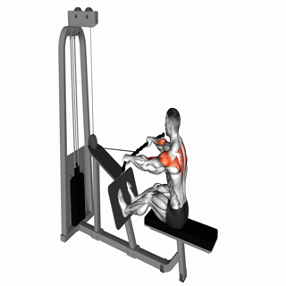 Cable Rear Delt Row