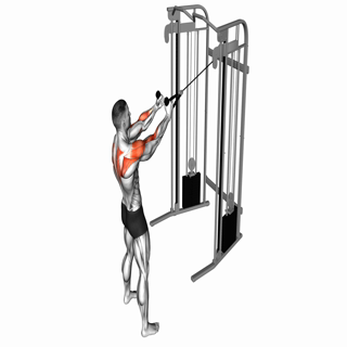 Cable Face Pull