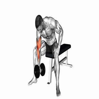 Dumbbell Concentration Curl