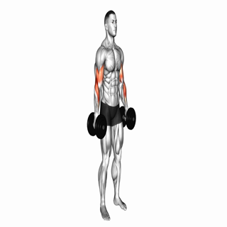 Dumbbell Hammer Curl