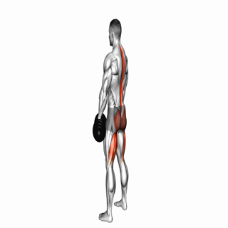 Dumbbell RDL