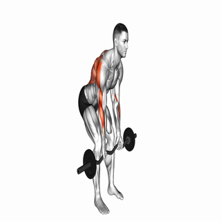 Barbell Row (Underhand)