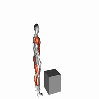 Jump on Fit Box