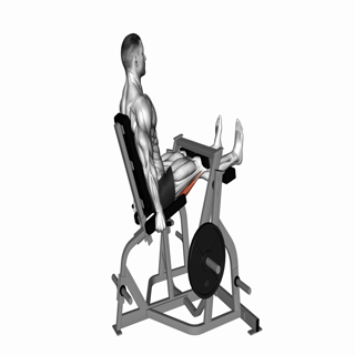 Lever Seated Leg Curl (plate loaded)