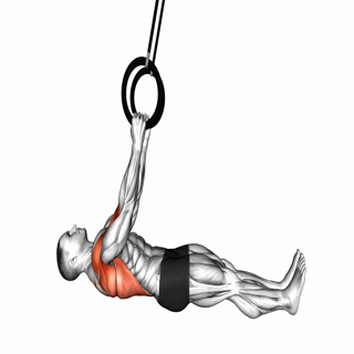 Ring Inverted Row parallel to the floor